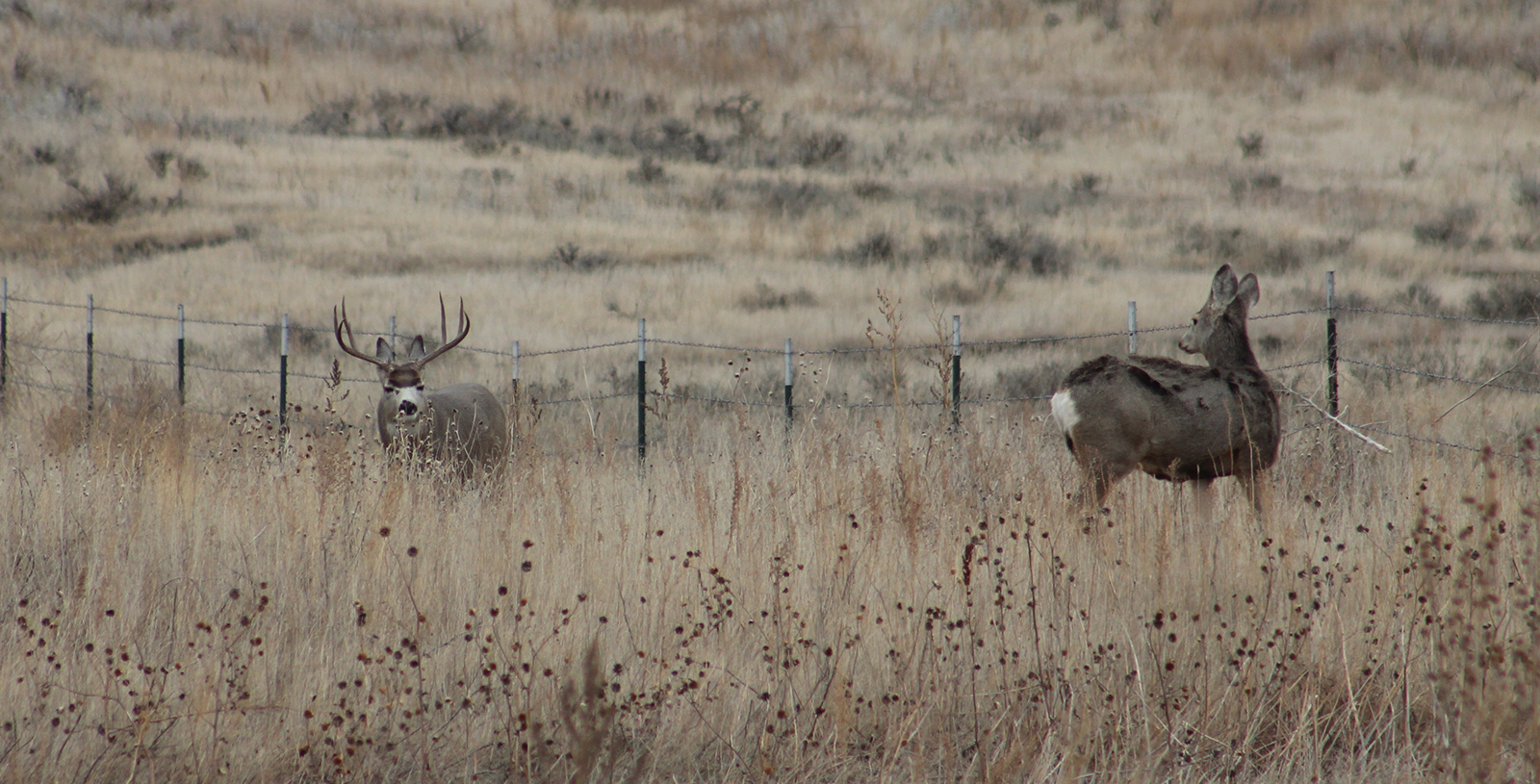 Mule Deer Buck and Doe